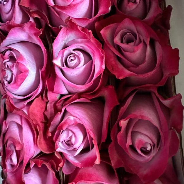 Rosa deep purple - immagine 4