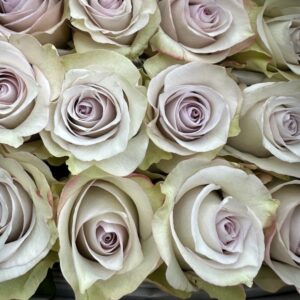 Rosa deep silver