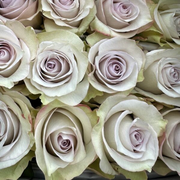 Rosa deep silver