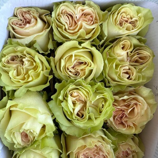 Rosa dynamic - immagine 2