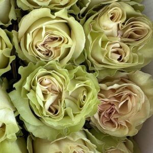 Rosa dynamic