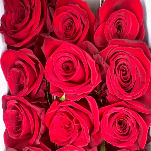 Rosa finally - immagine 2