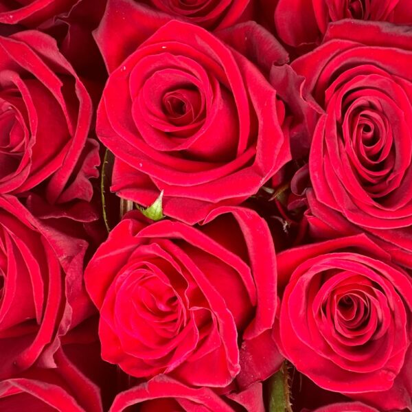 Rosa finally - immagine 3