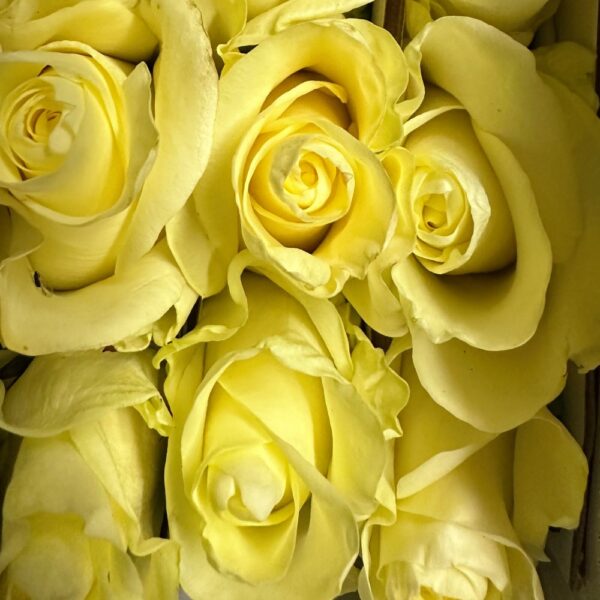 Rosa first lady - immagine 2