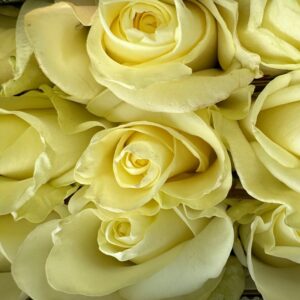 Rosa first lady
