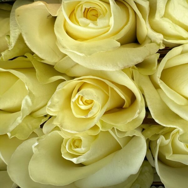 Rosa first lady