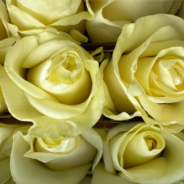 Rosa first lady - immagine 3