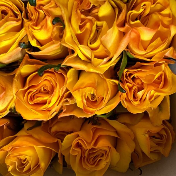 Rosa glitz - immagine 3