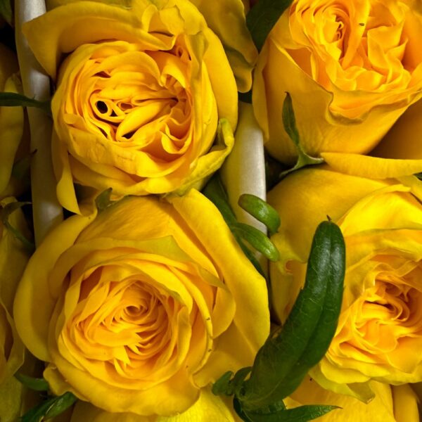 Rosa golden globe