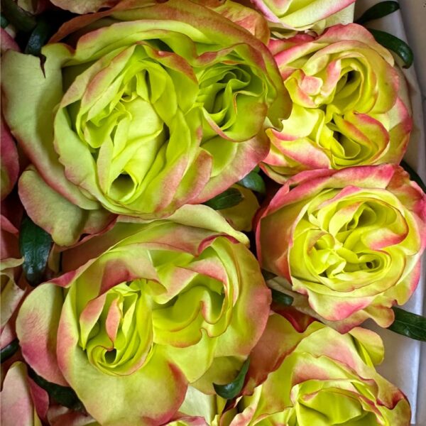 Rosa journey - immagine 3