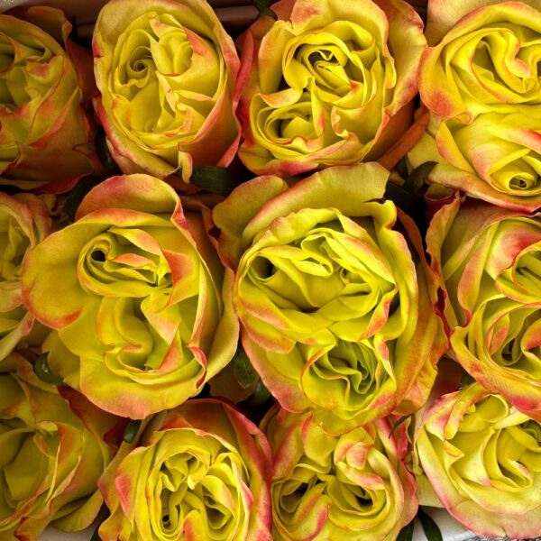 Rosa journey - immagine 2