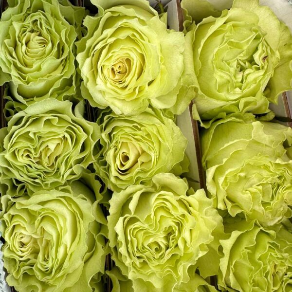 Rosa lemonade - immagine 2