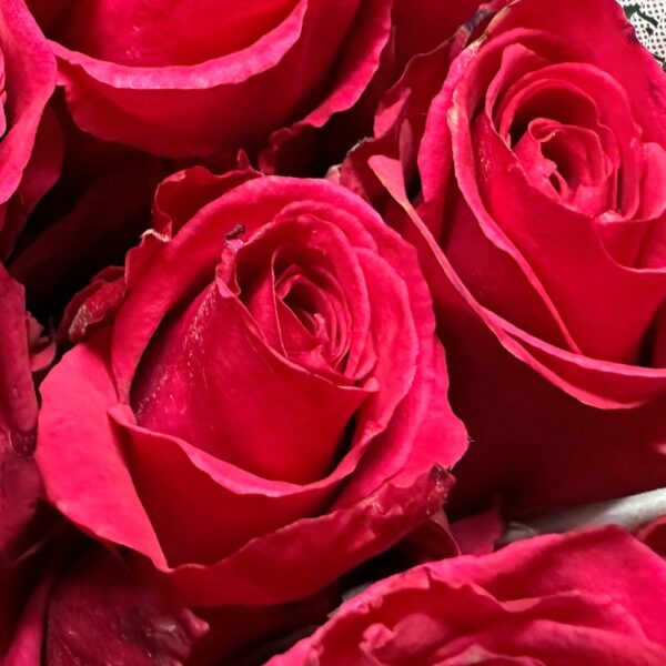 Rosa level up