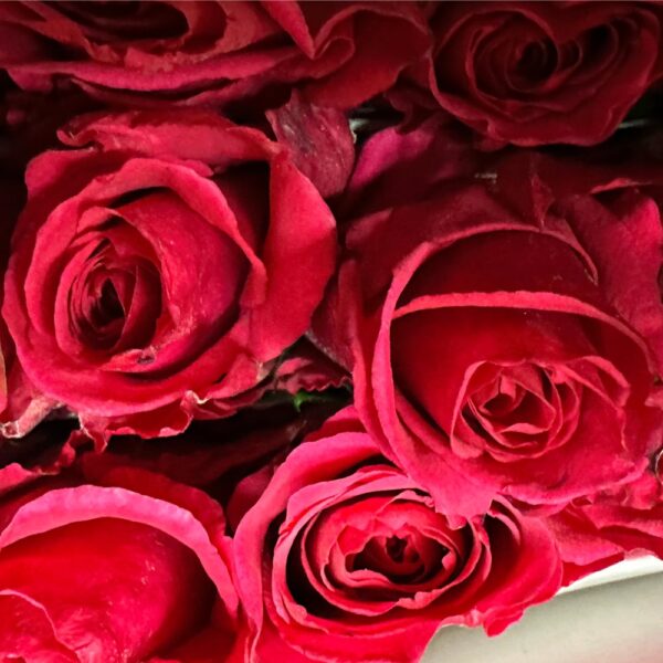Rosa level up - immagine 3