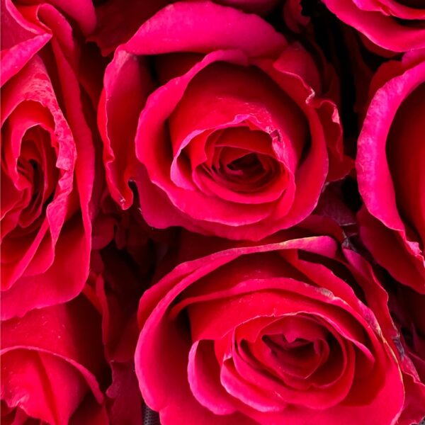 Rosa level up - immagine 2