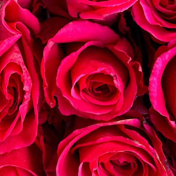 Rosa level up - immagine 4