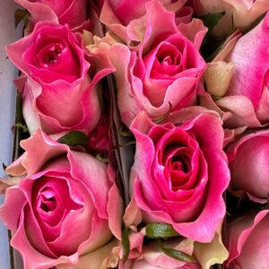 Rosa malibu