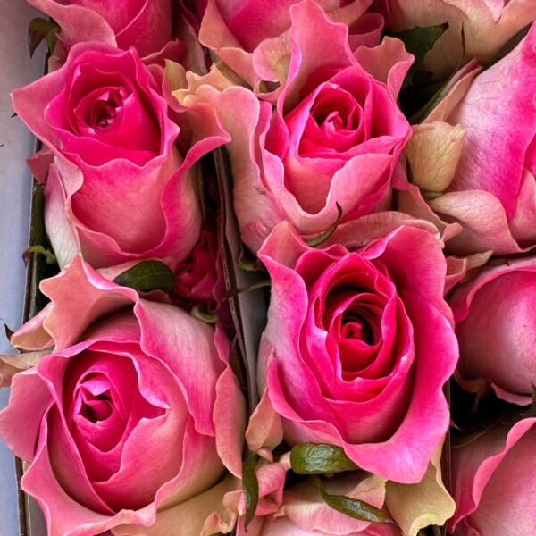 Rosa malibu
