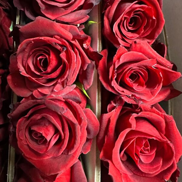 Rosa merry me - immagine 2