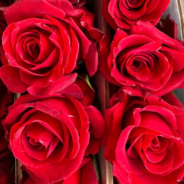 Rosa merry me - immagine 3