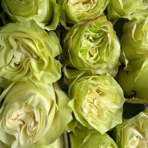 Rosa moonstone