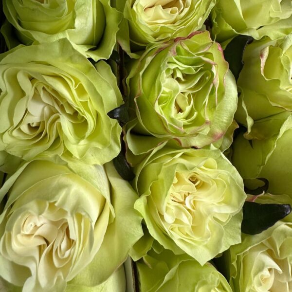 Rosa moonstone