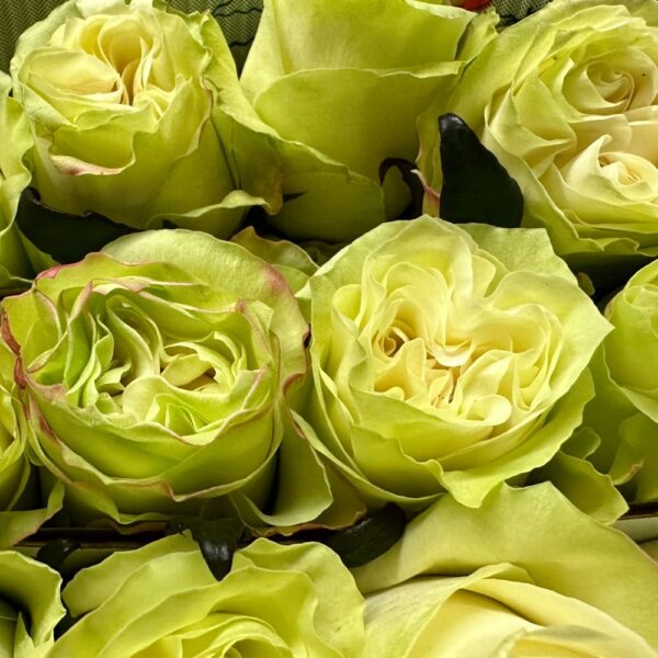Rosa moonstone - immagine 2