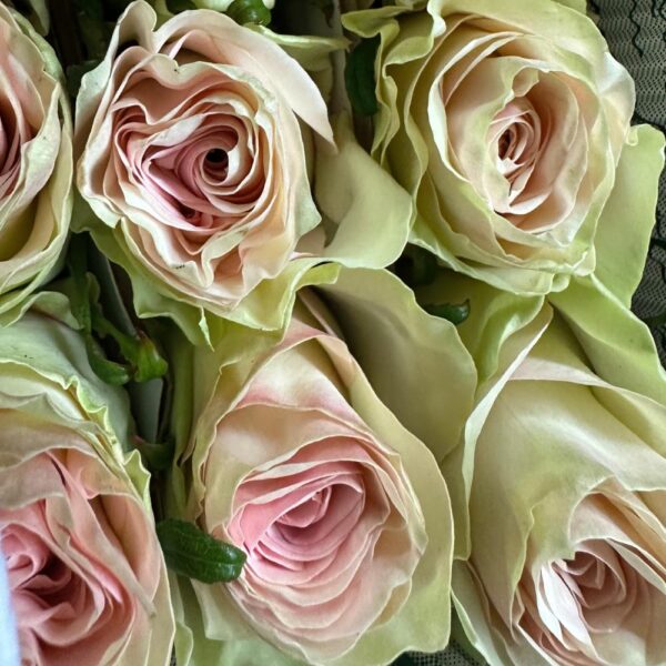 Rosa marzipan