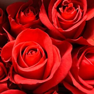Rosa new face