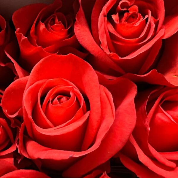 Rosa new face