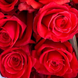 Rosa nina