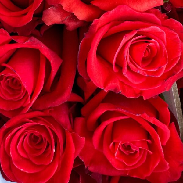 Rosa nina