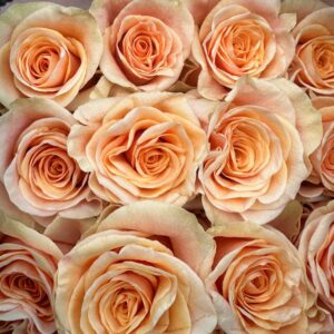 Rosa phoenix