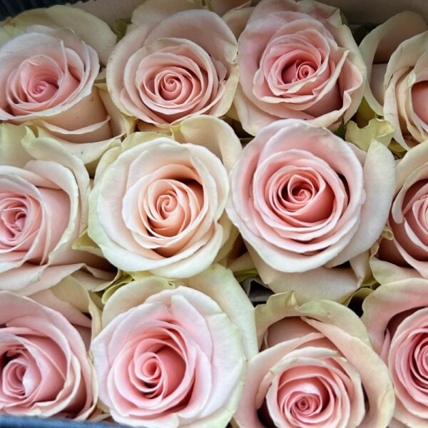 Rosa blessing - immagine 2