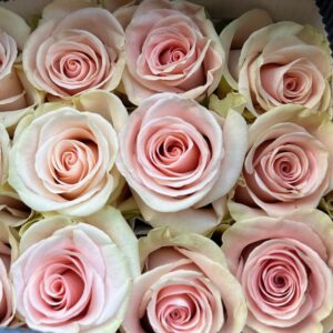 Rosa blessing