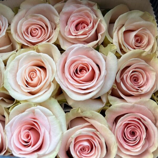 Rosa blessing