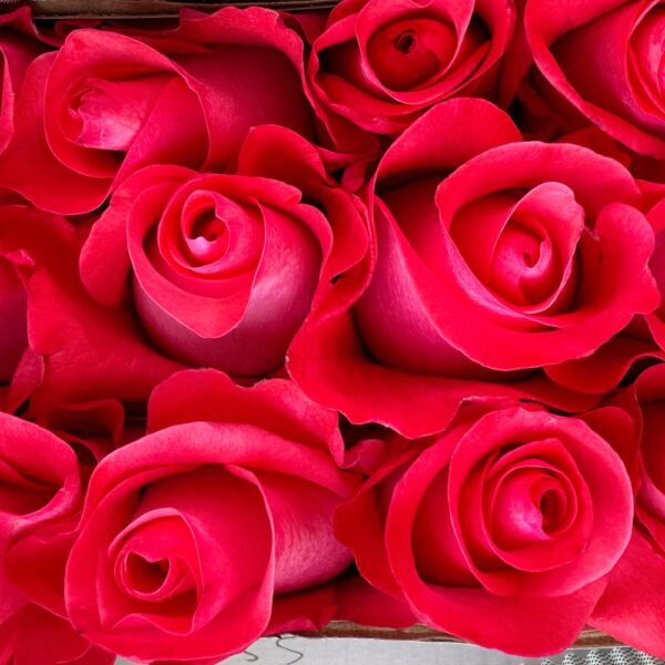 Rosa pink love - immagine 4