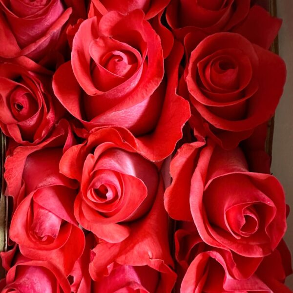 Rosa pink love - immagine 3