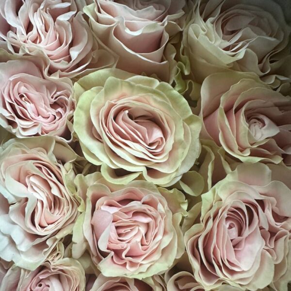 Rosa pink mondial - immagine 3