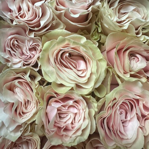 Rosa pink mondial