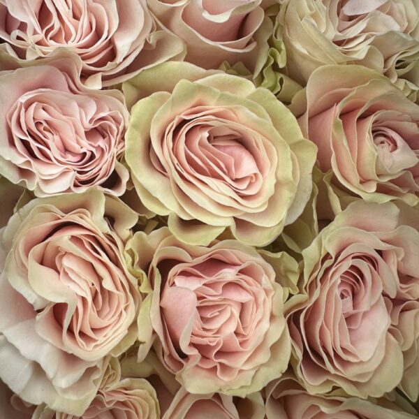Rosa pink mondial - immagine 2