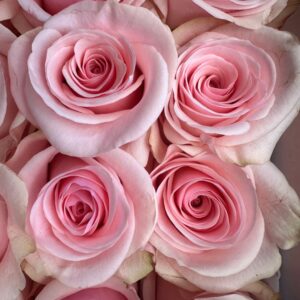 Rosa novia
