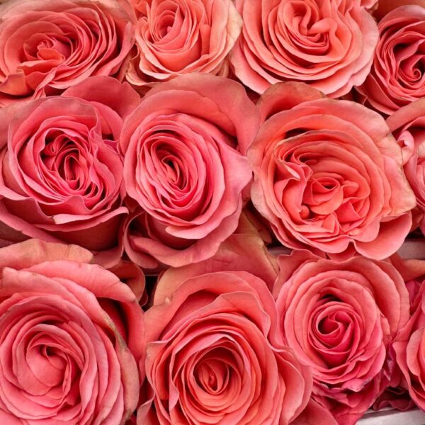 Rosa saga - immagine 2