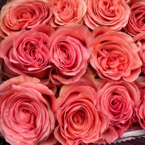 Rosa saga