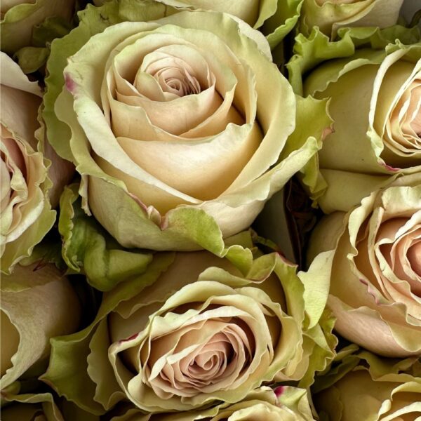 Rosa pompei