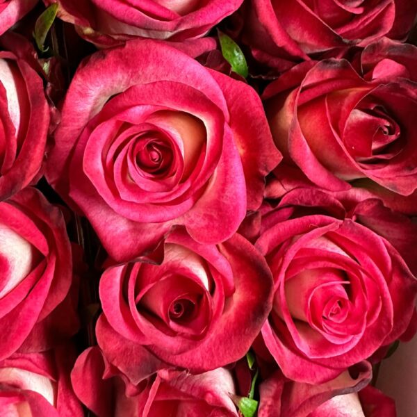 Rosa raspberry ice