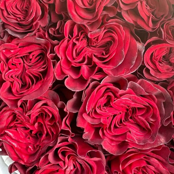 Rosa hearts