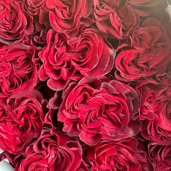 Rosa hearts - immagine 2