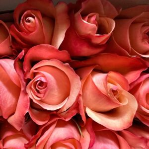 Rosa romance