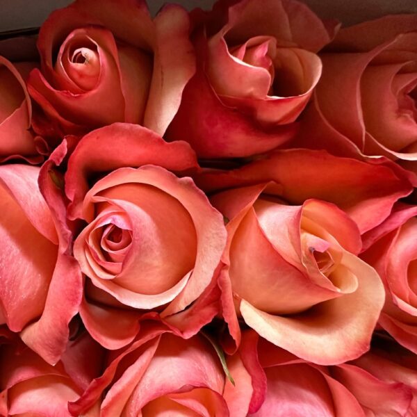 Rosa romance